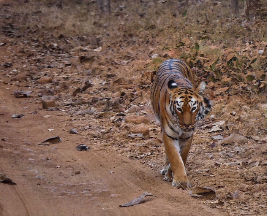 #tadoba #nationalpark