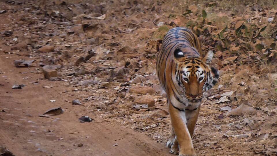 A tiger walking on a dirt path surrounded by dry leaves and sparse vegetation.
