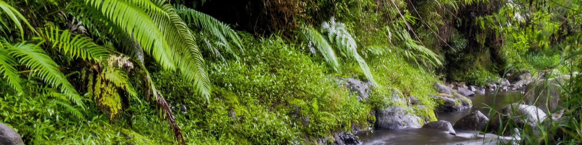 River stream with smooth, silky water and vibrant green plants captured with a slow shutter speed in Permadi Guci, Tegal