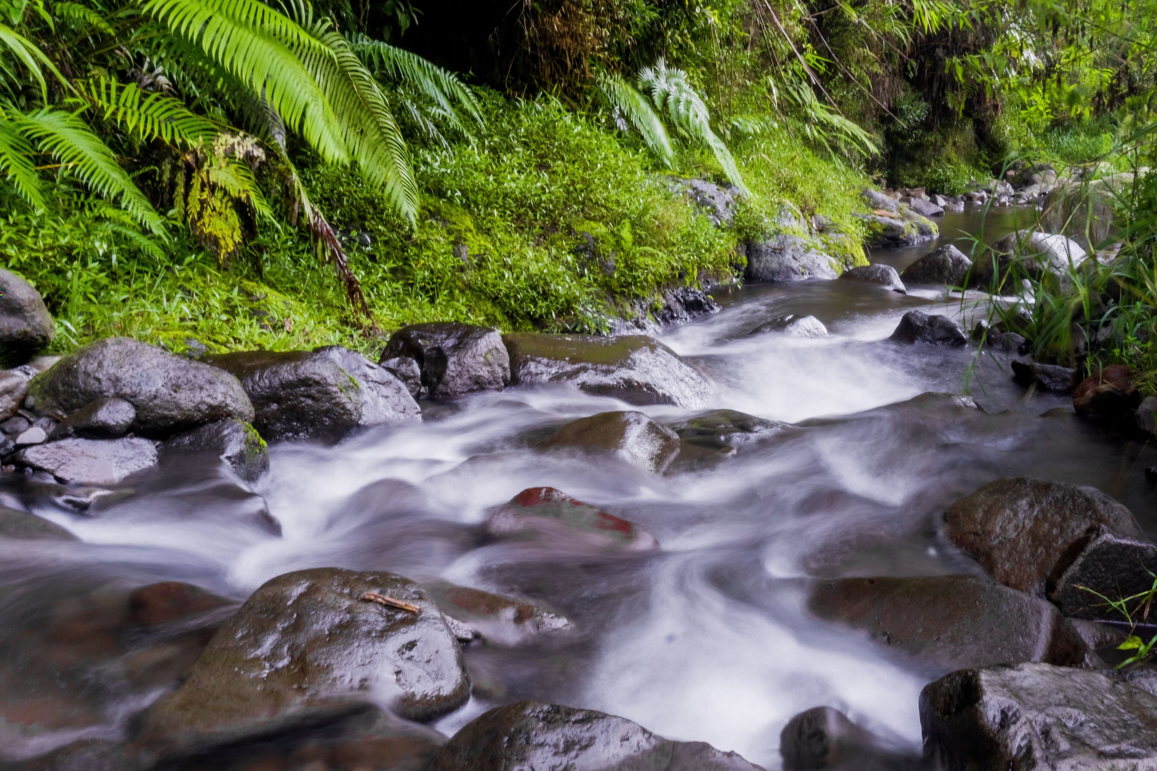 A flowing river with rocks and lush green vegetation.