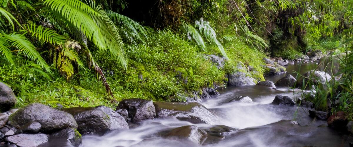 A flowing river with rocks and lush green vegetation.