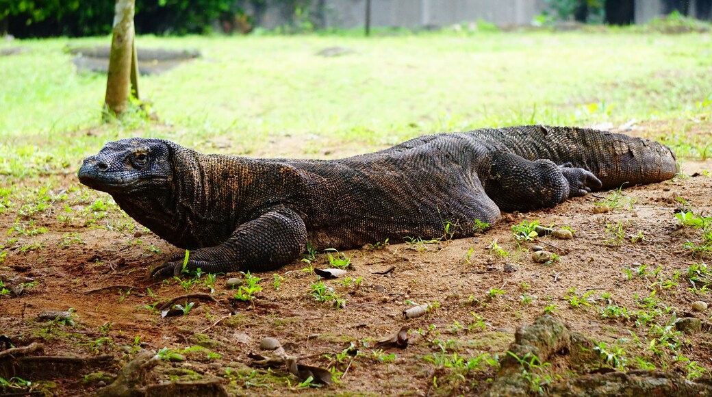 Komodo dragon at Ragunan zoo, Jakarta, Indonesia