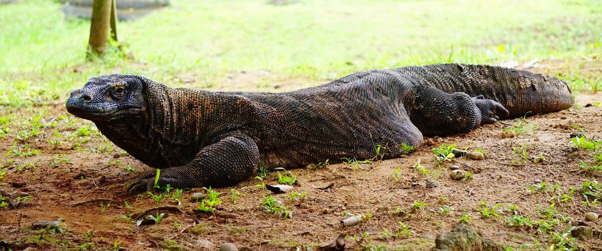 Komodo dragon at Ragunan zoo, Jakarta, Indonesia
