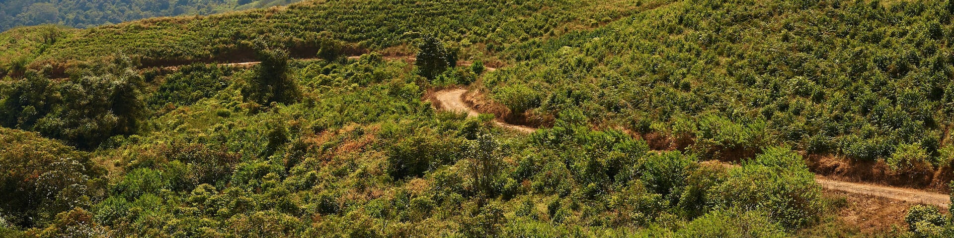 Tea plantation at Malino, South Sulawesi, Indonesia