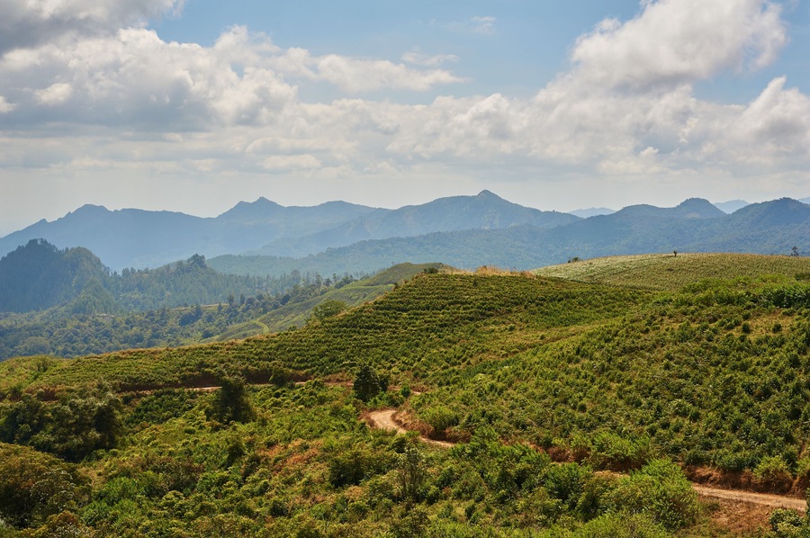 Tea plantation at Malino, South Sulawesi, Indonesia