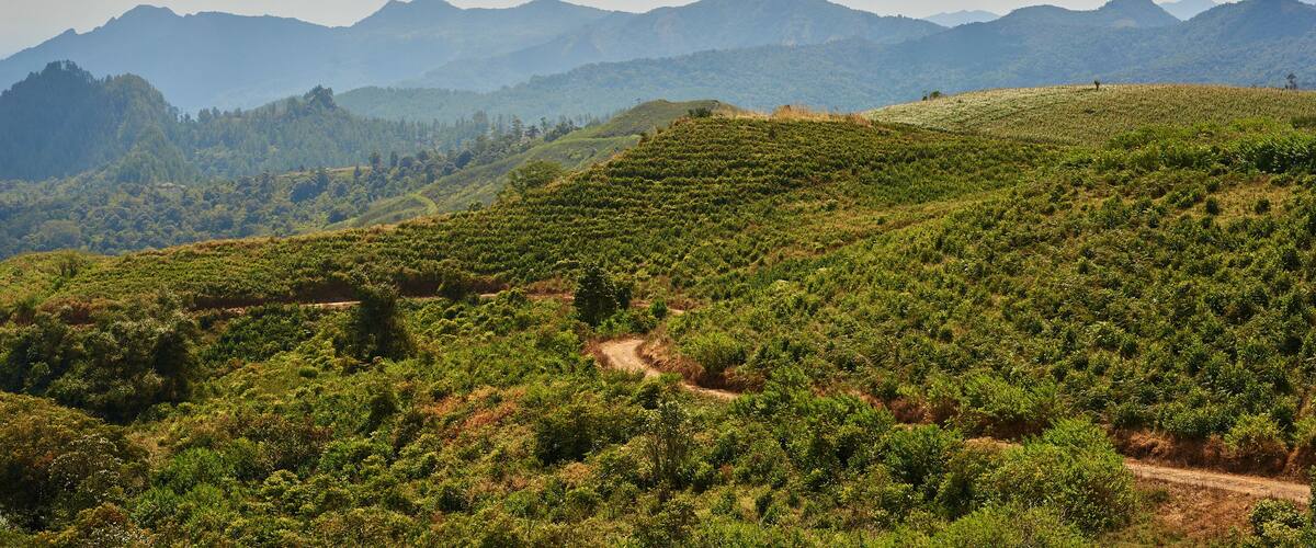 A hilly landscape with a tea plantation and distant mountains under a partly cloudy sky.