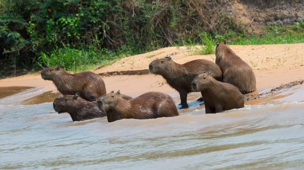 A group of capybaras in a shallow water body with a sandy bank and green vegetation in the background.