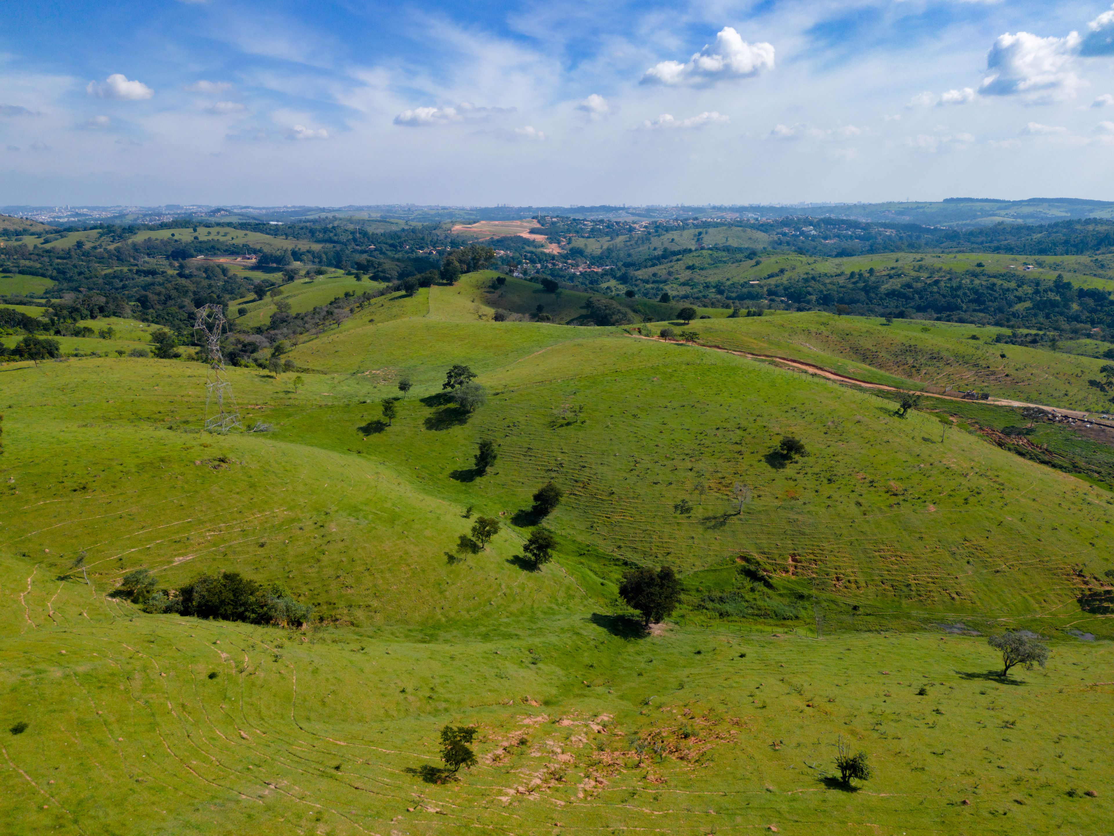 Aerial image of pine trees and houses in the middle of the forest in the interior of Brazil. Green, blue sky and immensity. City Joaquim Egidio next to Sousas.