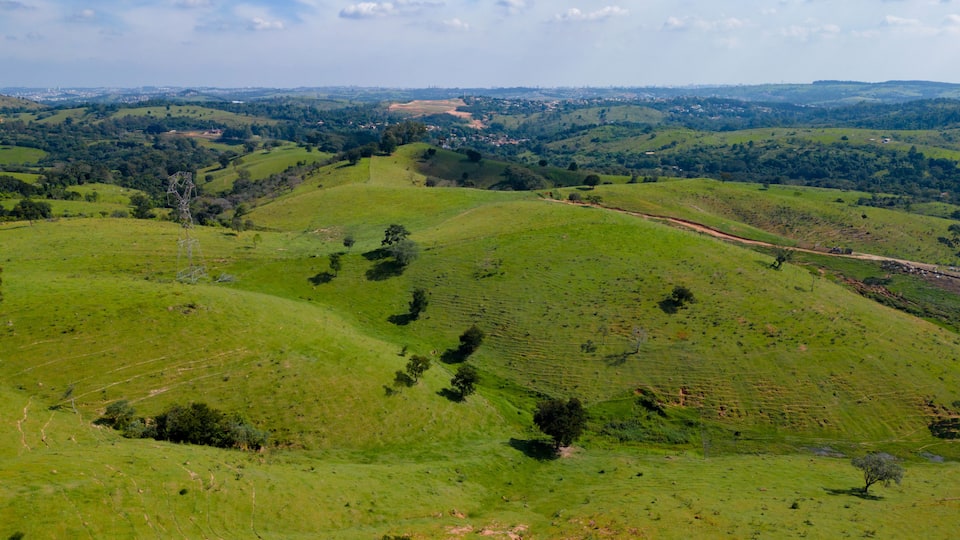 Aerial image of pine trees and houses in the middle of the forest in the interior of Brazil. Green, blue sky and immensity. City Joaquim Egidio next to Sousas.