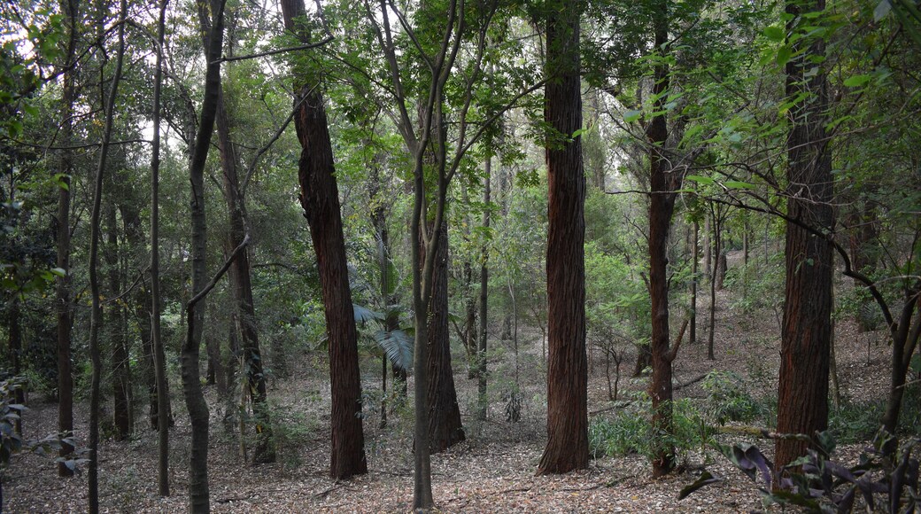 brasilian park - park Aclimação - São Paulo - Brasil