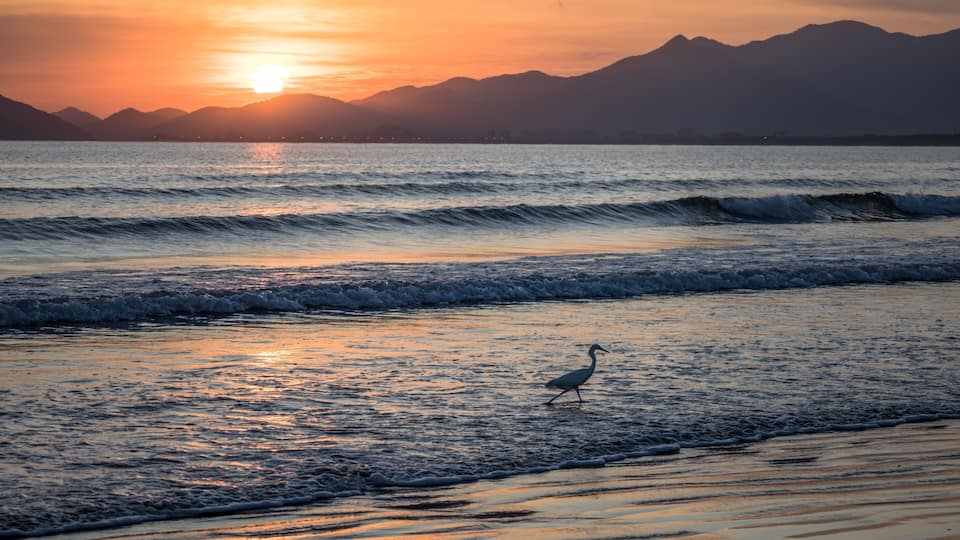 Egret walking along the shore at a beautiful sunset. Indaia Beach, Bertioga, Sao Paulo.