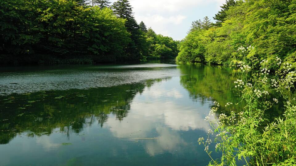 Un río tranquilo rodeado de vegetación exuberante y árboles.