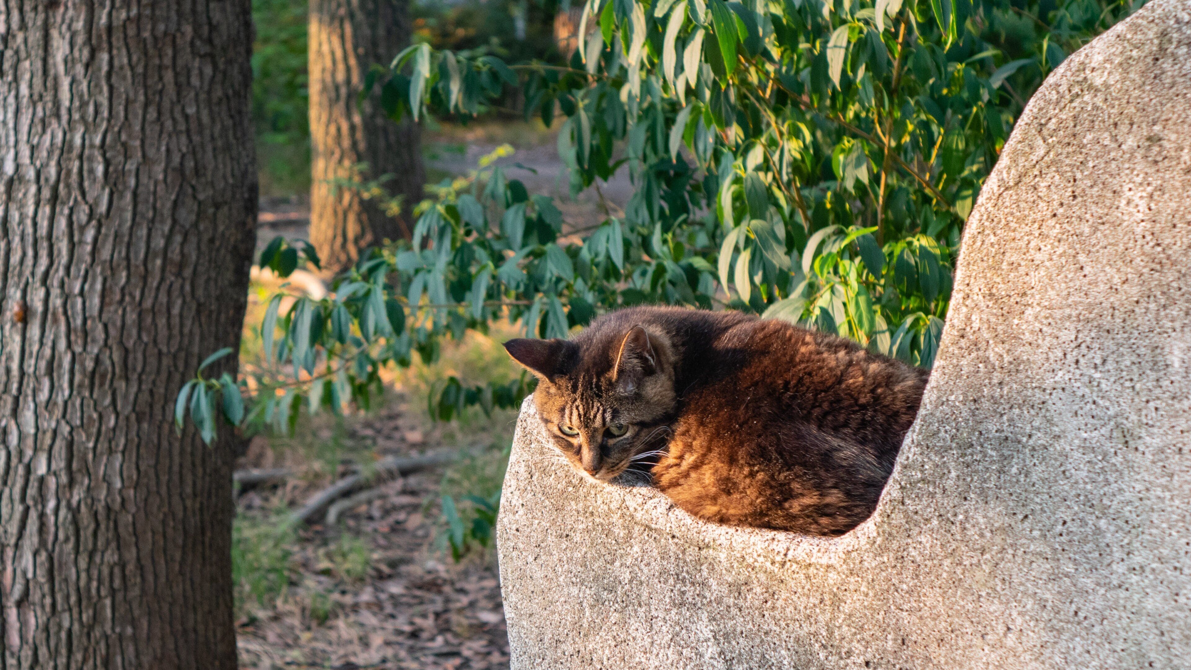Haneda which includes cuddly or friendly animals