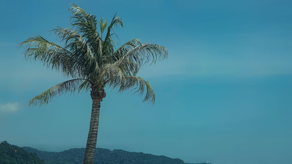 A palm tree, beach, ocean, and distant mountains.