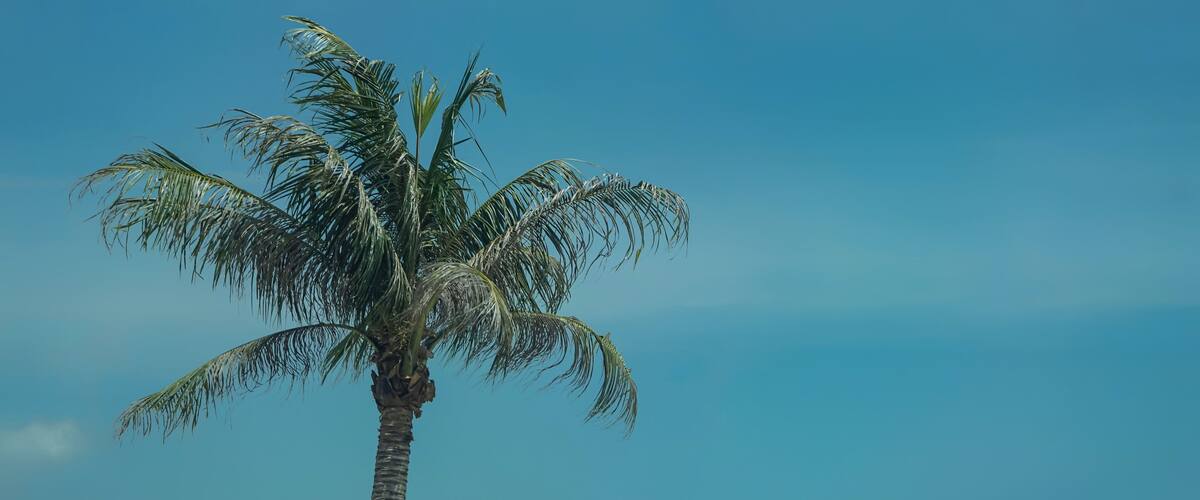 A palm tree, beach, ocean, and distant mountains.