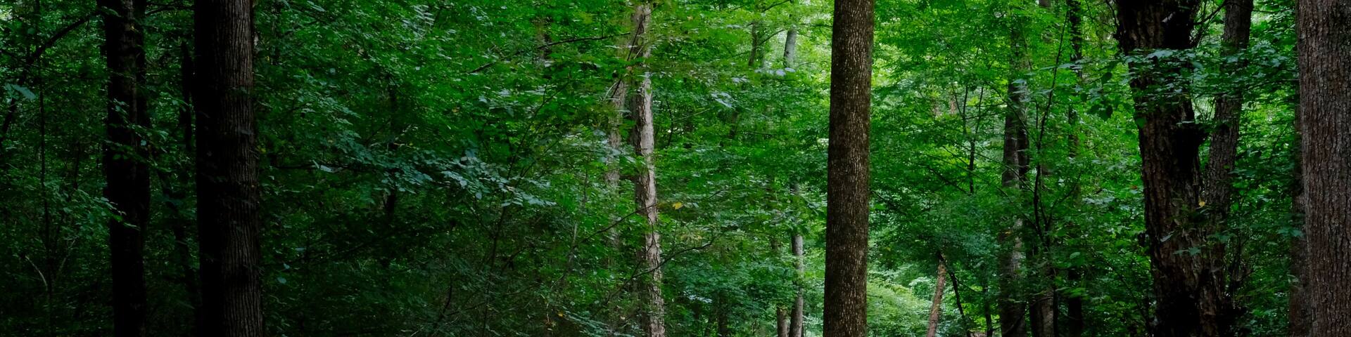 A wooden footbridge along Walnut Creek Trail, which is part of the greenway system in Raleigh North Carolina