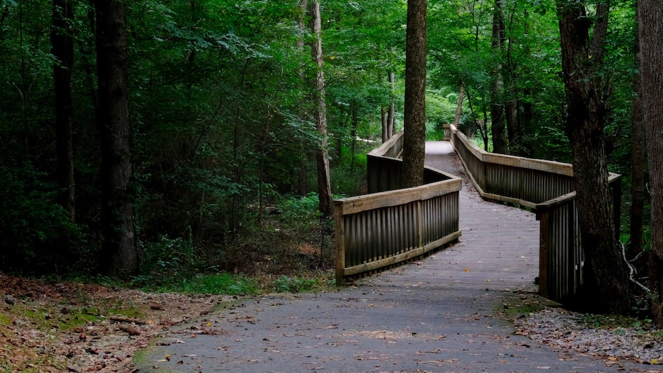 A wooden bridge in a forest with dense green foliage.