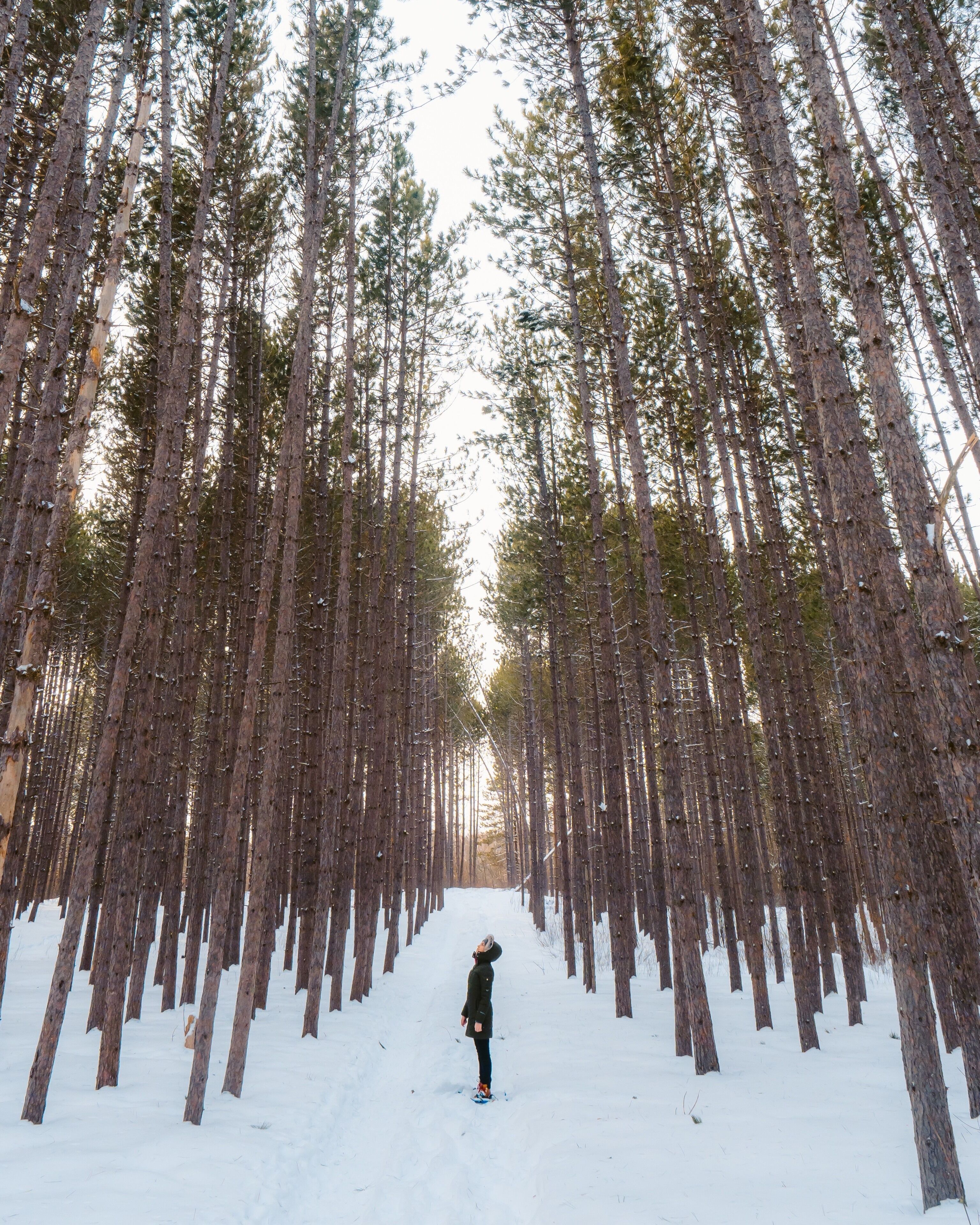 Near Duluth you’ll find an exchanges forest. It was originally planted by boy scouts over the course of 40 years.