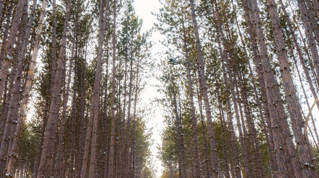 Near Duluth you’ll find an exchanges forest. It was originally planted by boy scouts over the course of 40 years.
