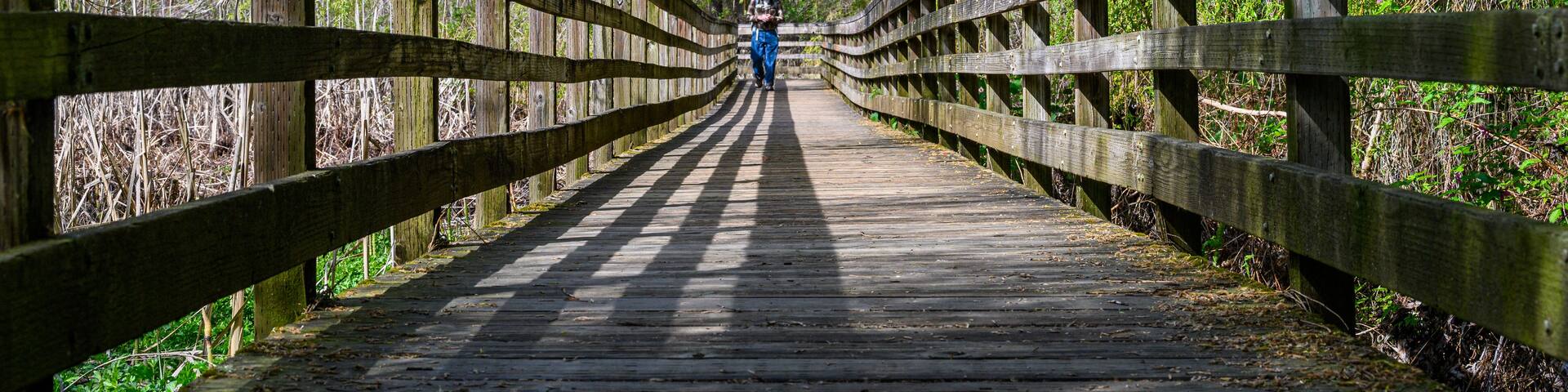 A wooden boardwalk surrounded by dense green foliage.