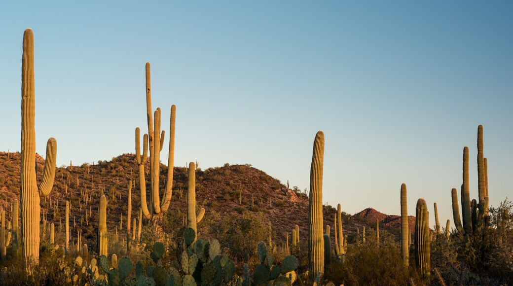 Saguaro National Park Desert Sunrise Panorama