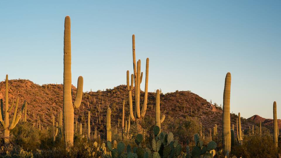 Saguaro National Park Desert Sunrise Panorama