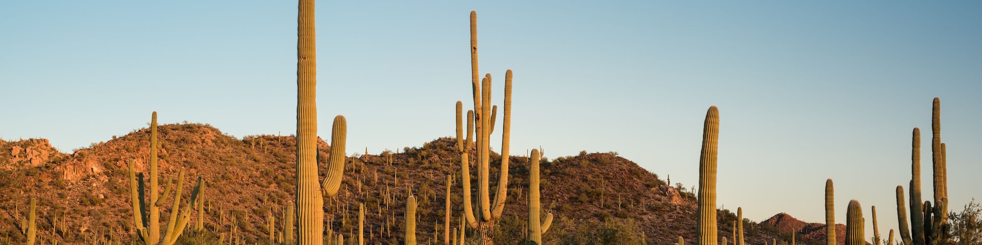 Saguaro National Park Desert Sunrise Panorama