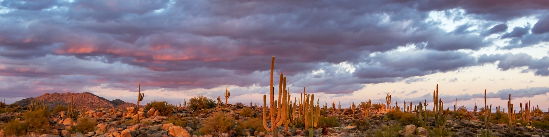 Desert Sunset Landscape With Cactus & Mountains