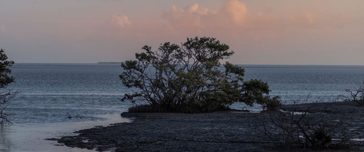 The end of Snake Bite Trail greeted me with a view out towards the Florida Keys. It was still low tide and the mangrove undergrowth and dirt was filled with small life.