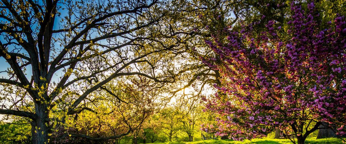 A park with a variety of trees, including one with purple blossoms.