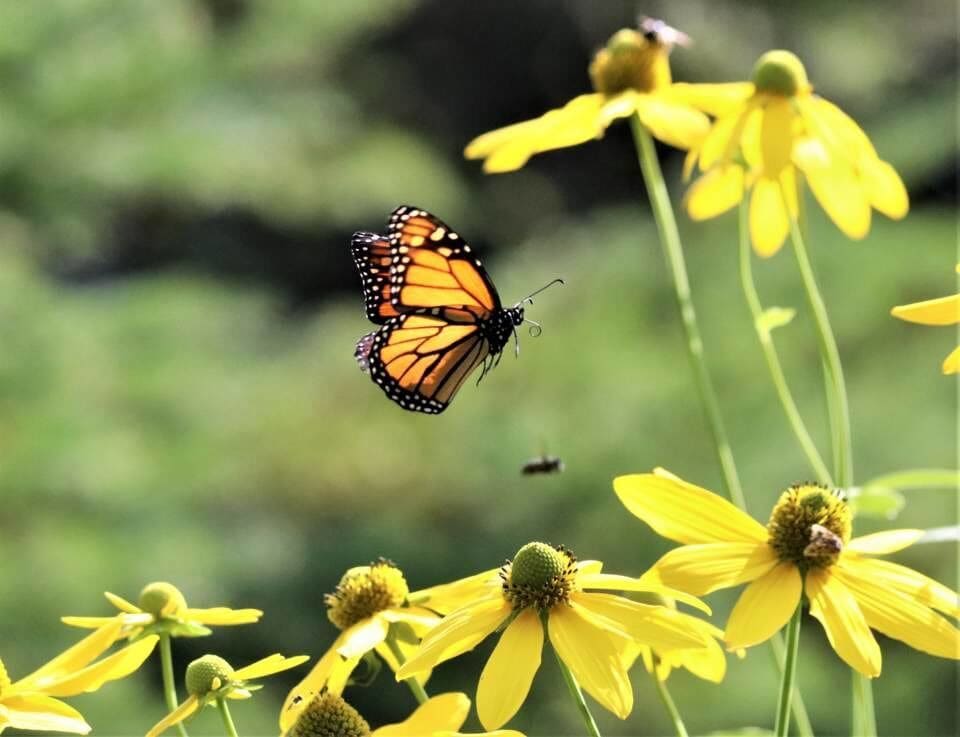 In-flight Monarch butterfly enjoying late autumn Green-headed coneflower.
#Adventure