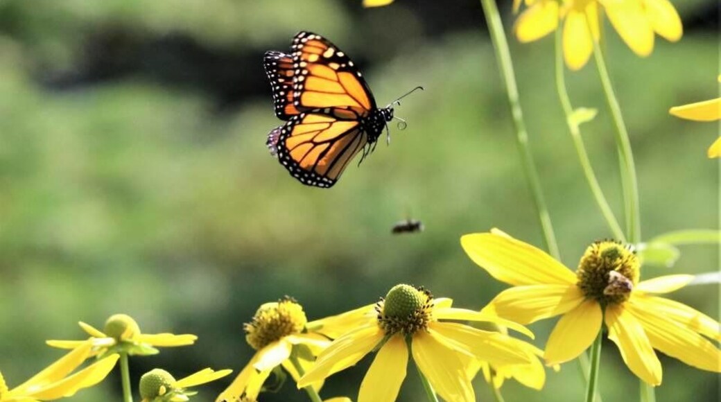 In-flight Monarch butterfly enjoying late autumn Green-headed coneflower.
#Adventure