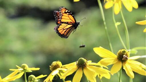 In-flight Monarch butterfly enjoying late autumn Green-headed coneflower.
#Adventure