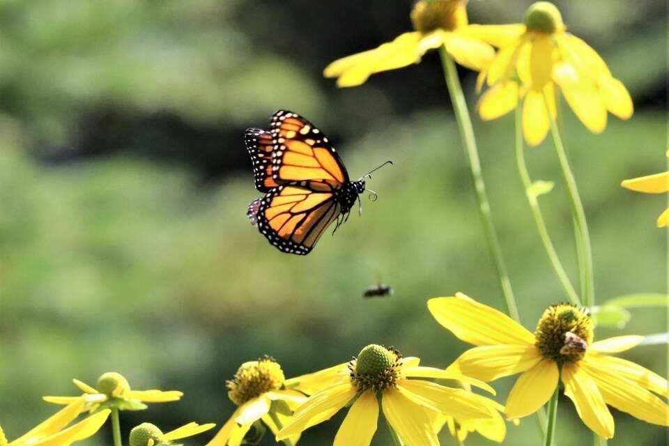 Un papillon monarque sur des fleurs jaunes.