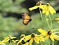 In-flight Monarch butterfly enjoying late autumn Green-headed coneflower.
#Adventure