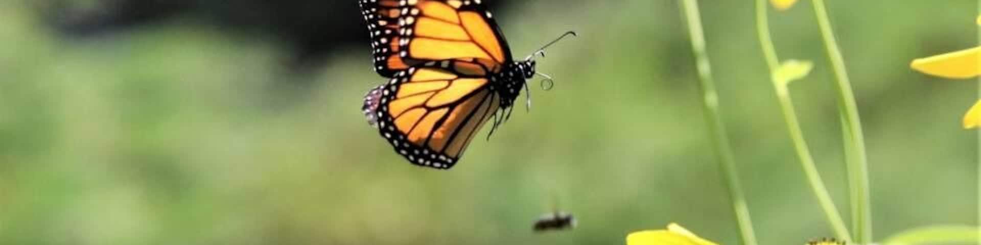 In-flight Monarch butterfly enjoying late autumn Green-headed coneflower.
#Adventure