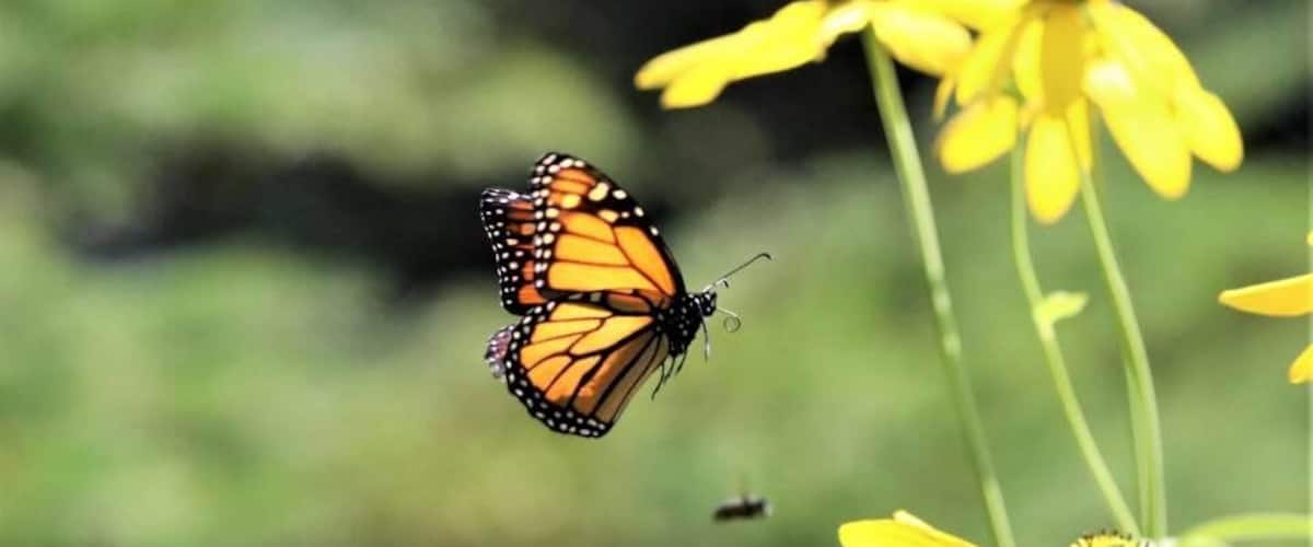 A monarch butterfly on yellow flowers.