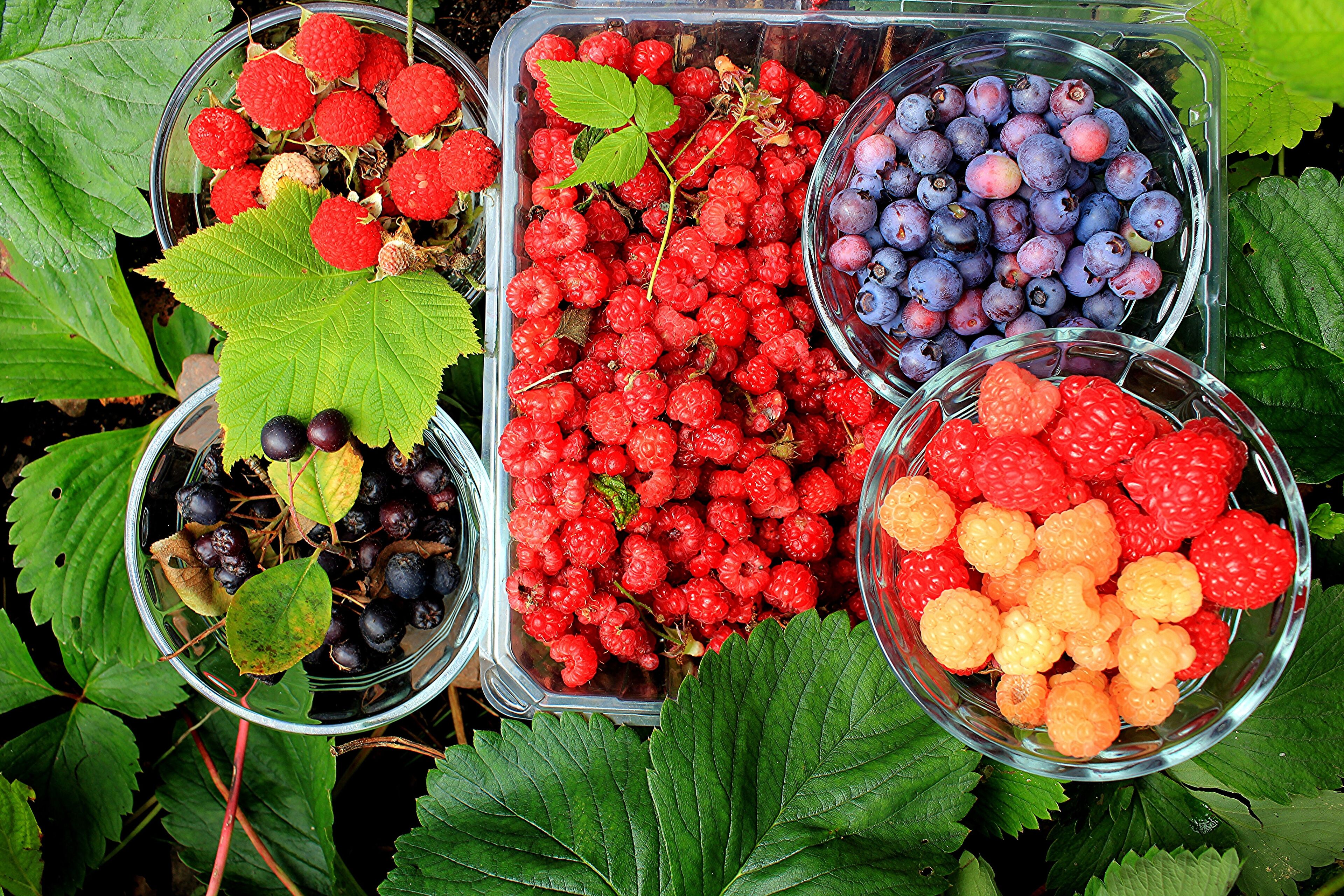 From our garden and forest this summer. 
#Trovember