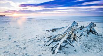 Driftwood on a beach in Ustka, Baltic Sea, Poland