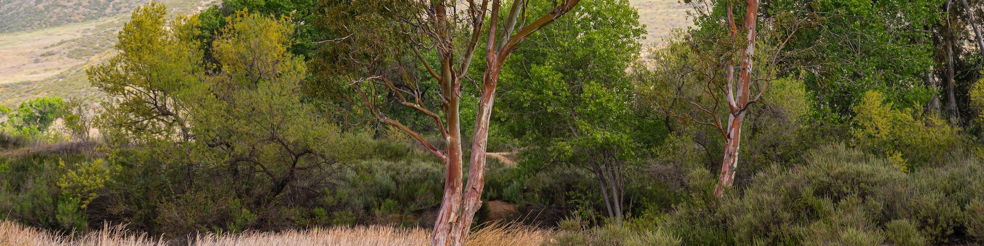 Winchester, CA, USA - April 11, 2022: Skinner Lake. Red bark Eucalyptus trees on sandy shoreline with more green foliage in back. Reeds in water.