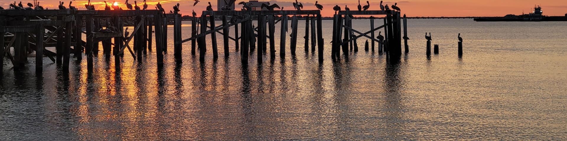 Pelicans on Lake Pontchartrain at Sunset