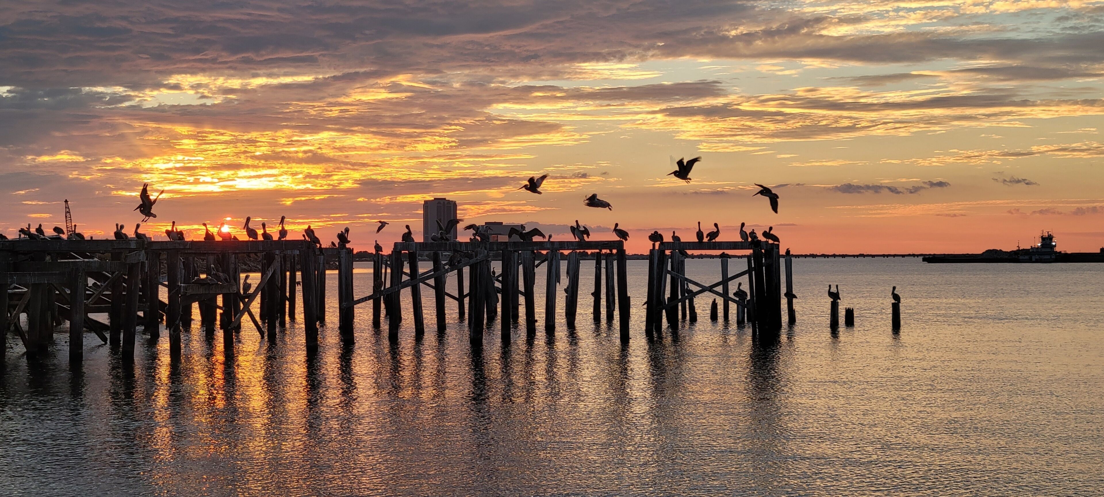 A pier with birds flying overhead during sunset.