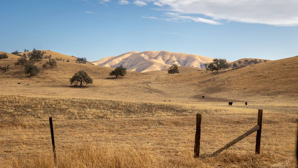 A dry grassland with sparse trees and a mountain in the background.