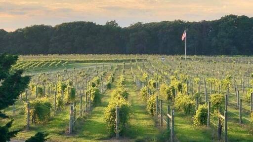 Watercolor light over the vines. Beautiful winery offers tastings, Fall festivals, movie nights, fireworks fire pits & charity runs through the vines. Also has a Inn to stay over. NJ Summer fruit wines are wonderful. Several wineries nearby as well as a farm beer brewery.