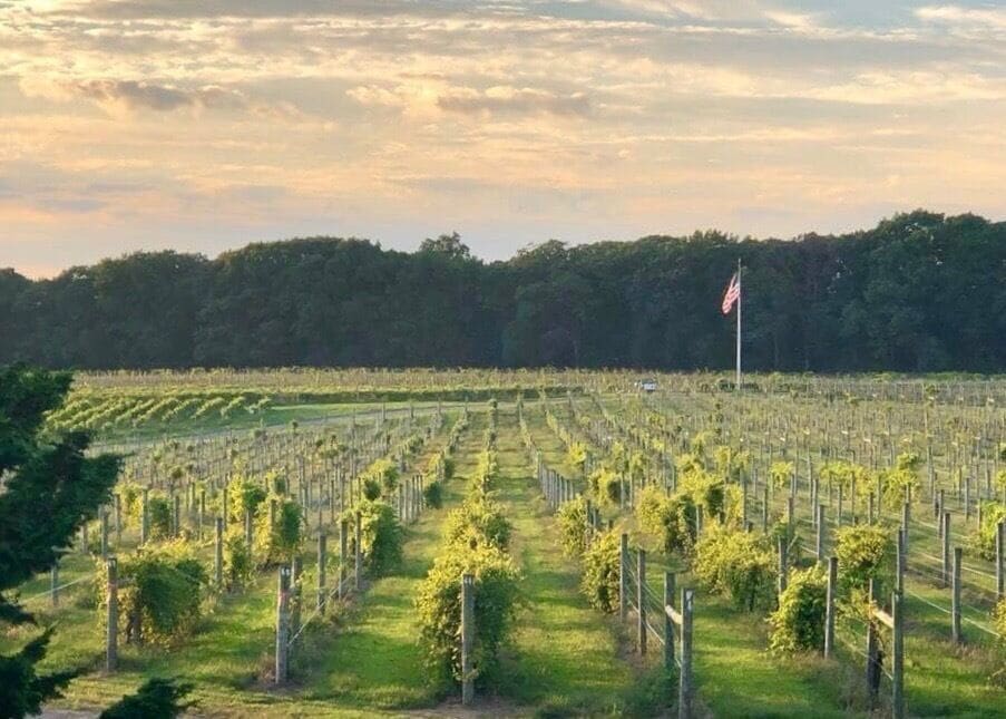 A vineyard with rows of grapevines and a flag in the background.