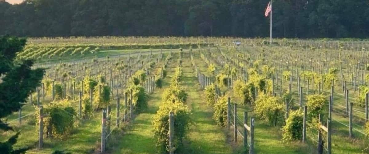 A vineyard with rows of grapevines and a flag in the background.