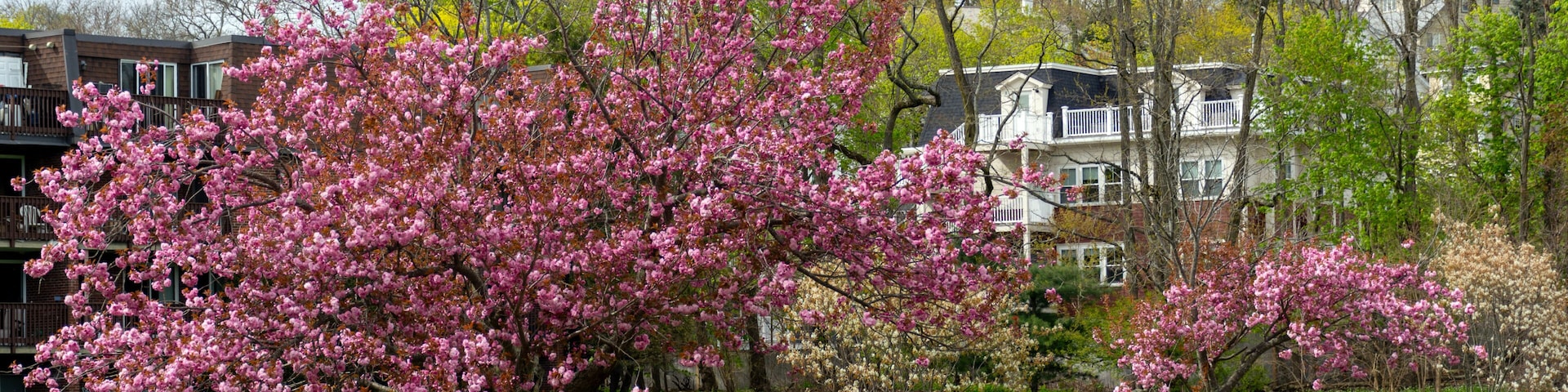 Un parque con árboles de flores rosadas, un sendero pavimentado y bancos.