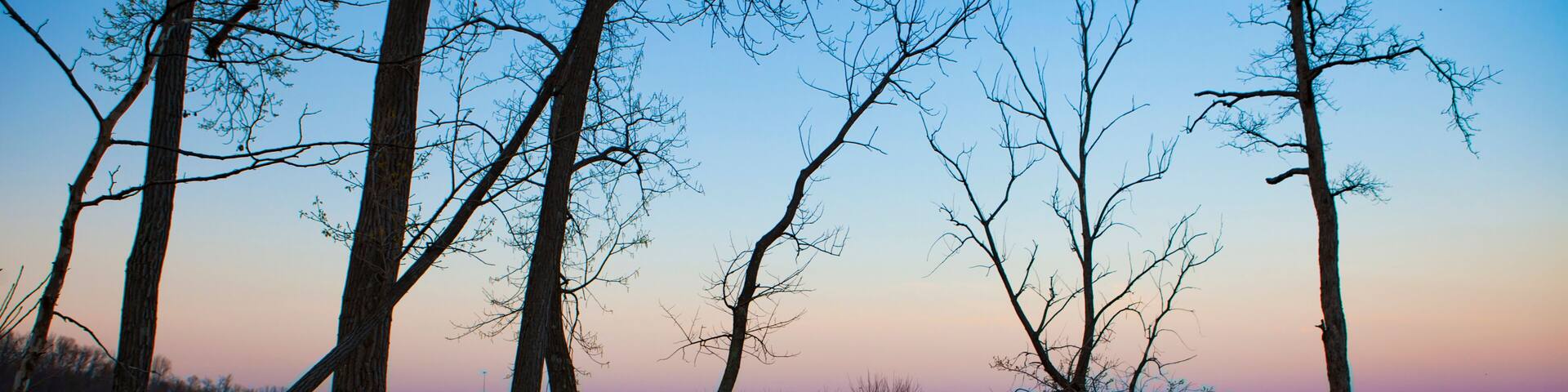 A calm lake with several leafless trees reflected in the water.