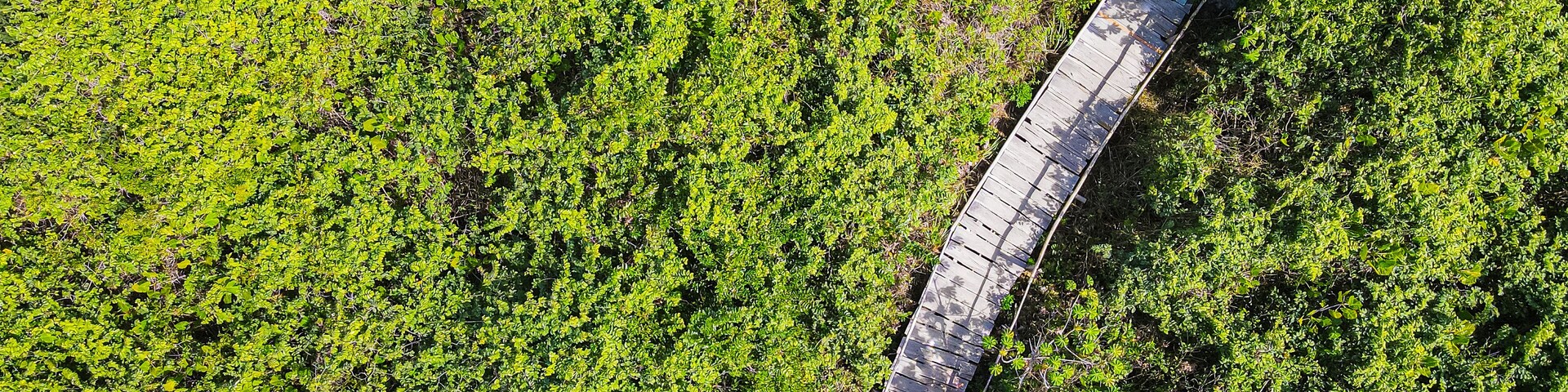 Vista aérea de uma ponte de madeira sobre uma floresta verde densa.