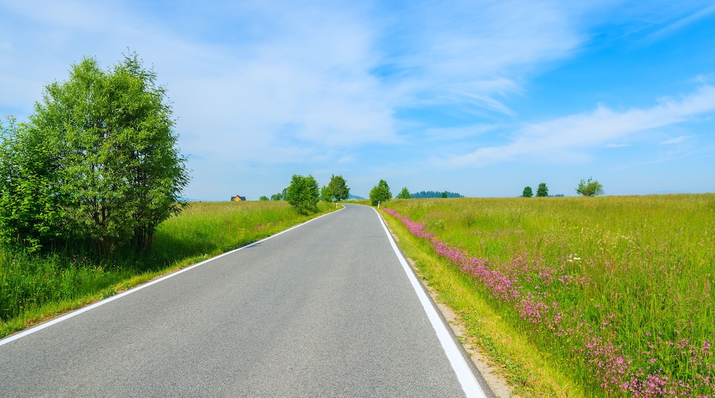 Road with flowers on green field in summer landscape, Szaflary, Tatra Mountains, Poland; Shutterstock ID 197421713